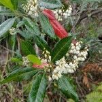 Elaeocarpus reticulatus Blatt