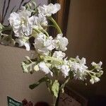 Parthenium integrifolium Çiçek
