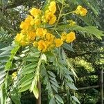 Senna spectabilisफूल