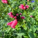 Salvia oxyphora Flor