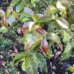 Eugenia uniflora Likasa