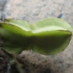 Psophocarpus scandens फल