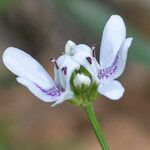 Dianthera americana