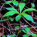 Lysimachia europaea Folha