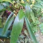 Maxillaria porrecta Levél