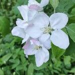 Malus spectabilis Fruchs