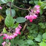 Clerodendrum umbellatum Flower