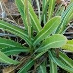 Sonchus maritimus Leht