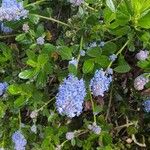 Ceanothus thyrsiflorusΛουλούδι