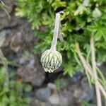 Leucanthemopsis alpina その他の提案