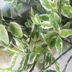 Euphorbia tithymaloides Листок