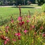 Oenothera lindheimeriBloem