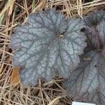 Heuchera americana 葉