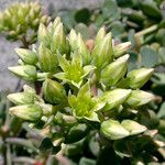 Sedum oregonense