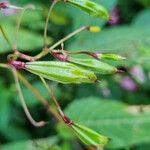 Impatiens glanduliferaFrucht