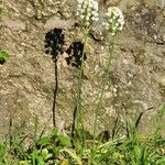 Ornithogalum thyrsoides Habit