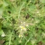 Arabidopsis thaliana List