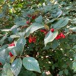 Cotoneaster bullatus পাতা