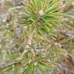 Pinus banksiana Hoja