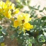 Linaria thymifolia Flor