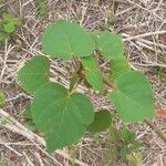 Croton urucurana Blad