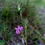 Liatris squarrosa Kukka