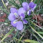 Iris unguicularis Flower