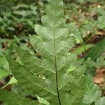 Tectaria angelicifolia Leaf