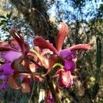 Cattleya guttata Flower