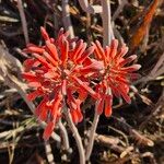 Aloe ellenbeckii Lorea