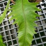 Microsorum punctatum Blatt