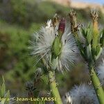 Kleinia anteuphorbium Vaisius