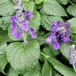 Salvia farinacea Flower