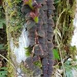 Columnea microcalyx List