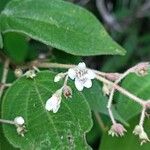 Miconia bullatifolia Çiçek