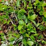 Salix herbacea Leaf