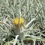Carlina tragacanthifolia Kvet