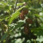 Alnus alnobetula Owoc