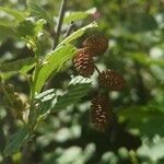 Alnus alnobetula Frucht