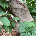 Ehretia tinifolia Corteza