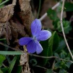 Viola rupestris Blomst