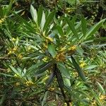 Hedycarya rivularis 整株植物
