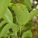 Geniostoma borbonicum Лист