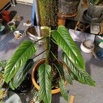 Philodendron splitgerberi Yeri