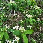 Lonicera morrowii Цвят