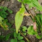 Saponaria officinalisLeaf