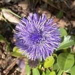 Globularia bisnagarica Virág