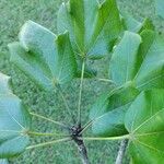 Sterculia apetala Leaf