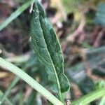 Rumex pulcher Leaf