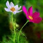 Cosmos bipinnatusFlower